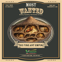 Summer's Most Wanted: The Fire Ant Empire in Plano