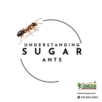 One Ant Today. Hundreds Tomorrow?