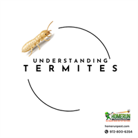 No Signs Doesn't Always Mean No Termites