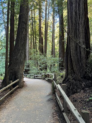 The Redwoods outside of San Francisco.