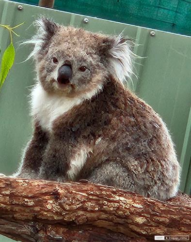 Koalas in Australia