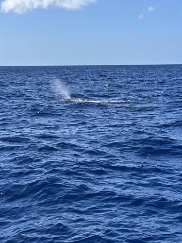 Whale watching in the Caribbean.