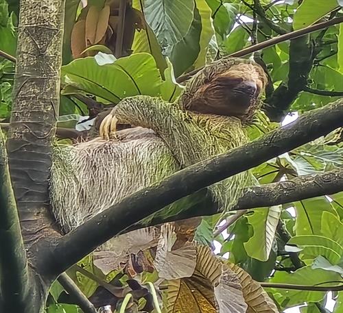 Animals in Costa Rica.