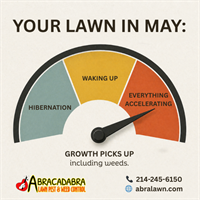 Your Lawn in May: A Completely Unhinged Growth Spurt (Plano, Texas Edition)