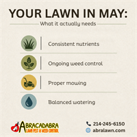 What Your Lawn Actually Needs in May (Plano, Texas Edition — And Where Most People Go Wrong)