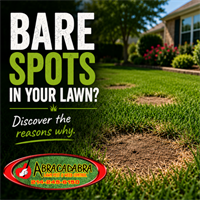 Bare Spots in Your Lawn? Here's What They're Trying to Tell You