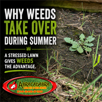 Why Weeds Seem to Win During the Hottest Part of Summer