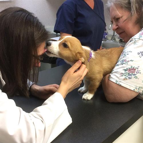 www.prospectanimalhospital.com www.prospectanimalhospital.com