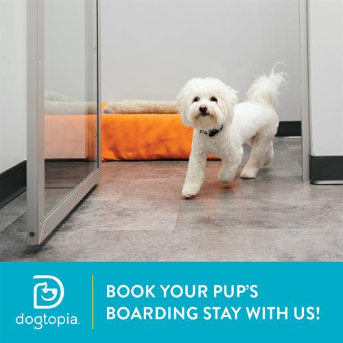 Dog Boarding Services