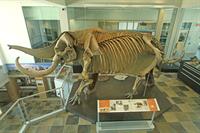 The Perry Mastodon at Meyer Science Center