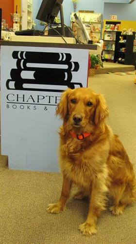 Jane the bookstore dog welcomes customers