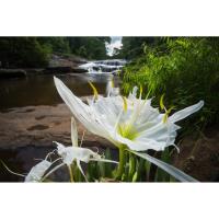 Parks Mill Rocky Shoals Spider lily Preservation Site -Open House