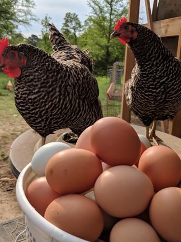 Farm fresh eggs by happy chickens