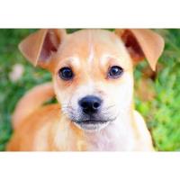 Dogs & Decor: Adoption Event at Ethan Allen