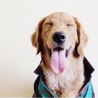 Ribbon Cutting: Dog TAG Boarding