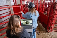 Through a cow’s eyes: Humane Handling Institute first in U.S. to use augmented reality goggles for animal handling training