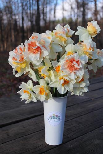 You-Pick Cup of Fancy Heirloom Narcissi
