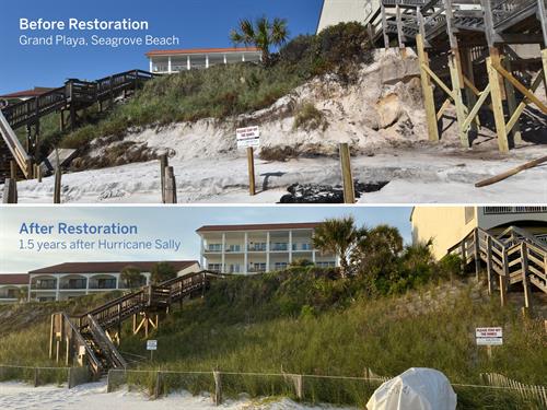 Dune Doctors restored the protective dune ecosystem for Grand Playa Condominiums, Seagrove Beach.