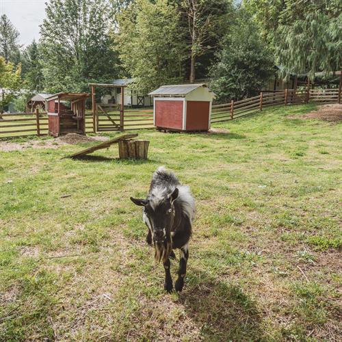 Gallery Image Emerald_Valley_Inn_-_Sparky_the_Goat_-_Square.jpg