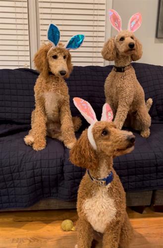 Easter Pups!