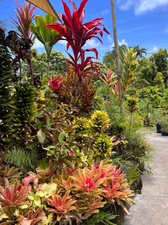 Gallery Image maui_flowers.JPG