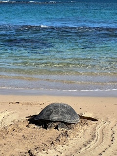 Gallery Image sea_turtle.JPG