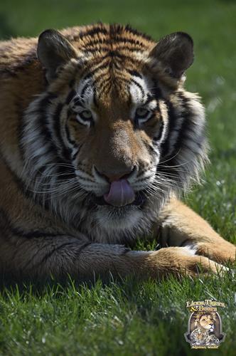 Maverick, Lions Tigers & Bears' rescued tiger