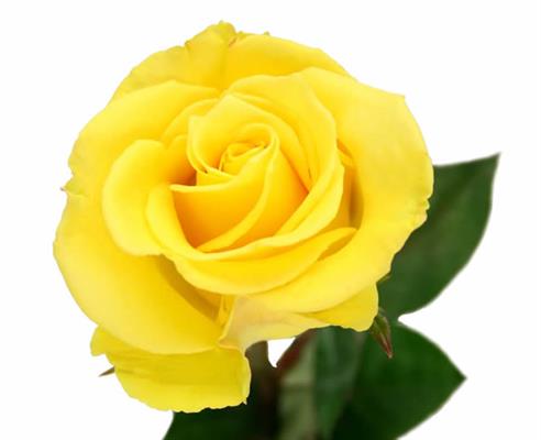 Bosworth Gardens Residential Care Facility for the Elderly Bosworth Gardens Residential Care Facility for the Elderly