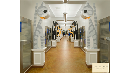 Concept image of adoptable cat area