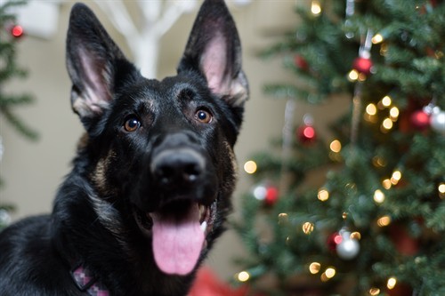 Gallery Image Mojo_Christmas.jpg