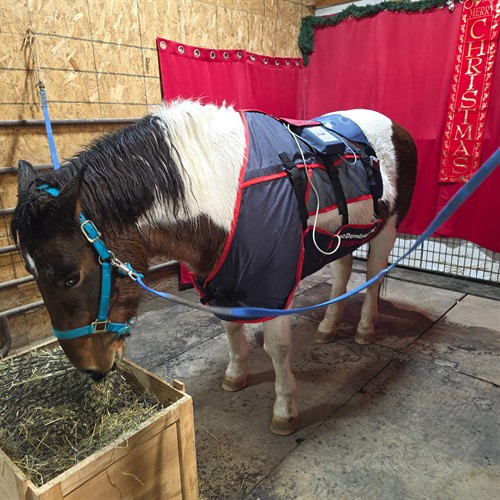 Our therapy horse Bella receiving some therapy of her own