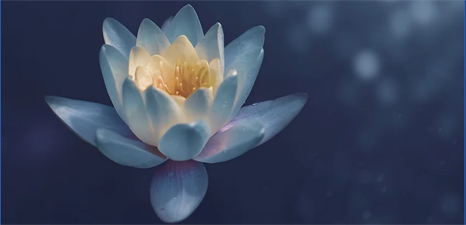Lotus Be Well