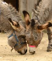 Dance for Donkeys - a Latham Centers fundraiser