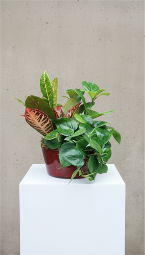 Gallery Image Signature_Plant_Garden.png