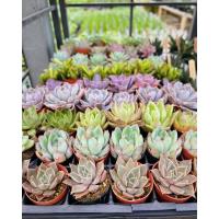 Succulent Container Class at Dill's