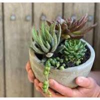 Succulent Container Class