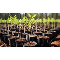 Annual Tree Giveaway