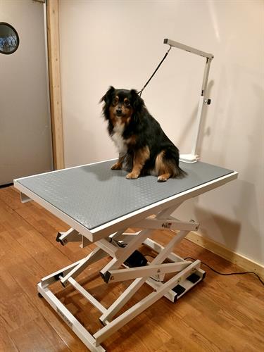 Grooming Salon Grooming Salon
