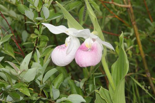 Gallery Image 1-Ladyslippers-1.jpg