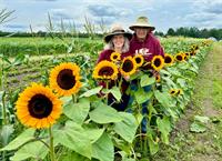 Summer Nights: Sunflower Festival