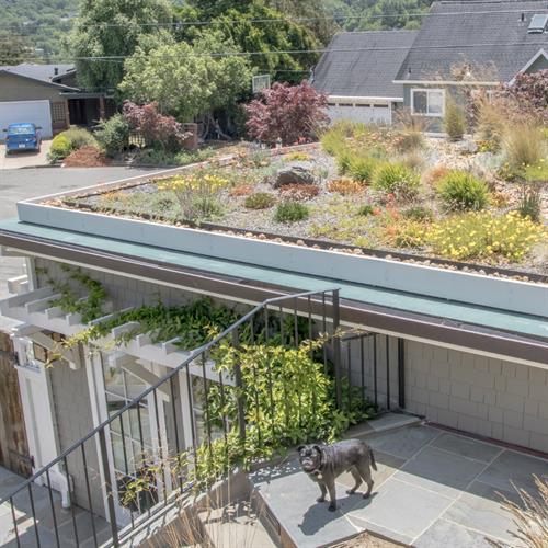 Electric Car Dwelling - Mill Valley, CA: Detail of living roof with dog