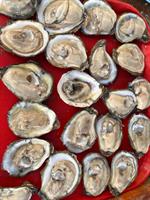 Oyster Cooking Class & Wine Pairing