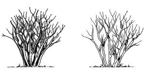 Dormant/Winter pruning