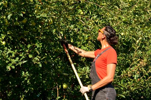 Co-Executive Director Ashley Williamson using a pole picker to harvest fruit