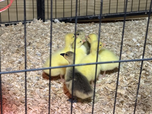 Baby goslings brooding in the barn.