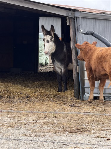 Clem (donkey) is plotting with Ginger (red Angus) hopefully not against me?