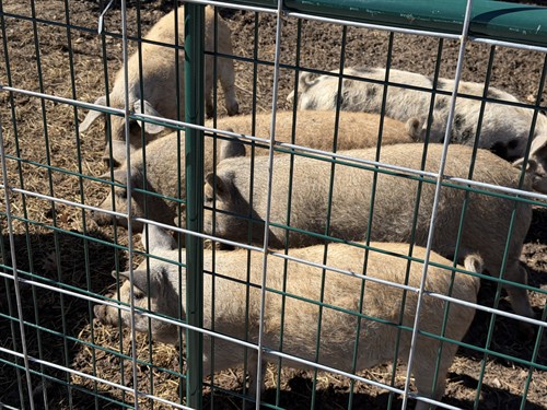 This little piggy went to market and so did all the rest too!