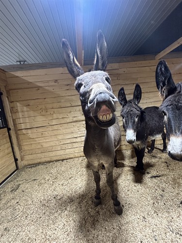 Smiling Willie happy to be in out of the cold, sidekick Violet standing by.