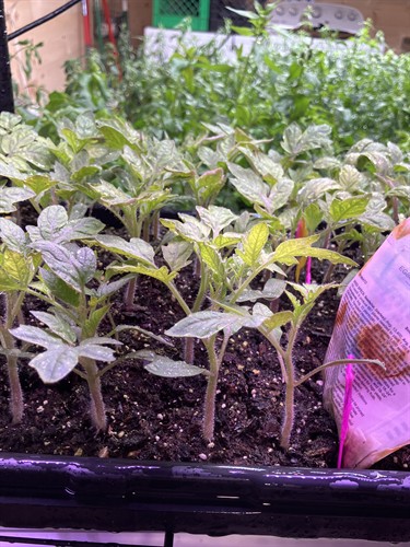 Tomato plants ready to be transplanted into larger pots with single occupancy.
