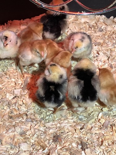 Baby chicks incubated right here on the farm. Little egg making machines.